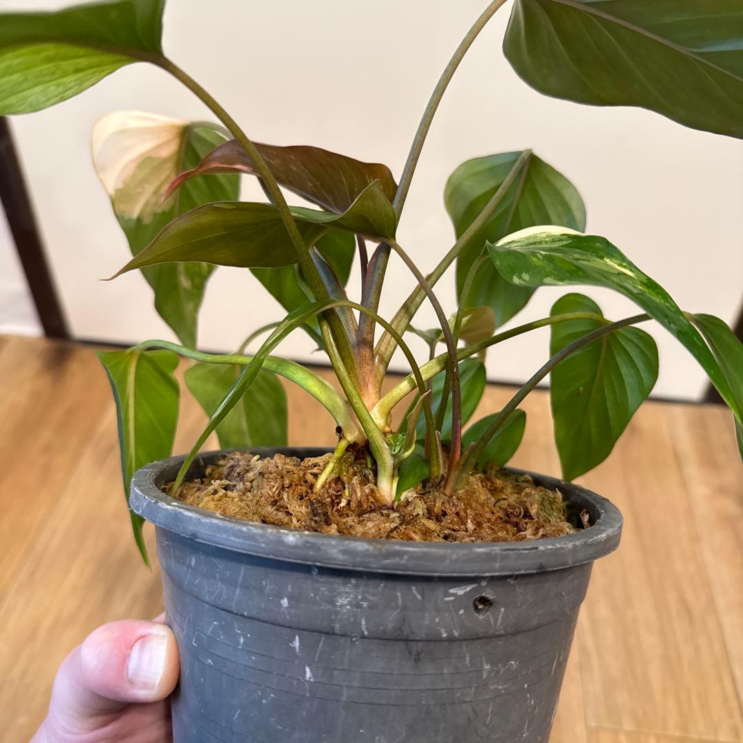 【斑入り】ホマロメナ　ピンクダイヤモンド　微斑入り株