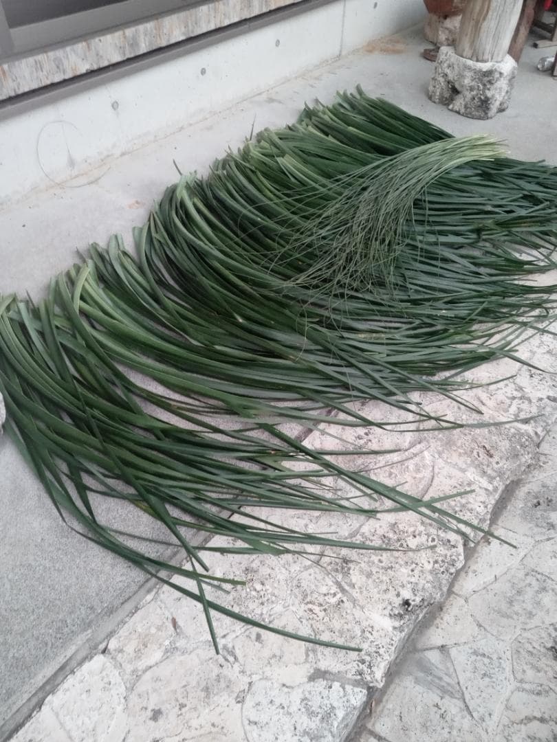 ハワイ産沖縄育ちのラウハラロール“25 Craft-Ⅸ”