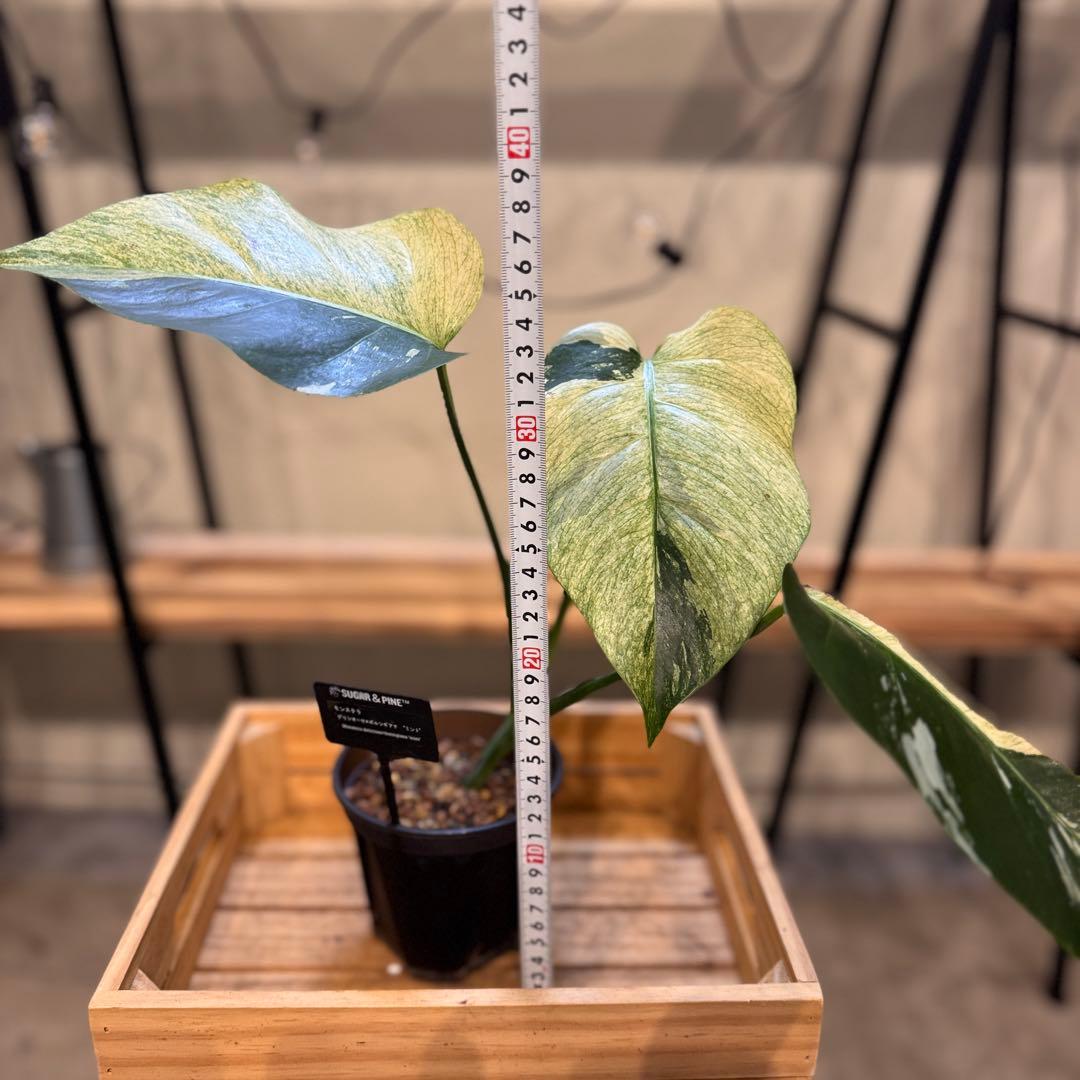 R*i様 26 モンステラ　ボルシギアナ　‘タイ　ミント’ フルミントに転じる可