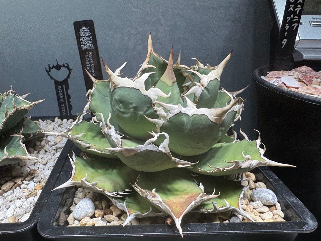 アガベ チタノタ　オテロイ　FO076 中株