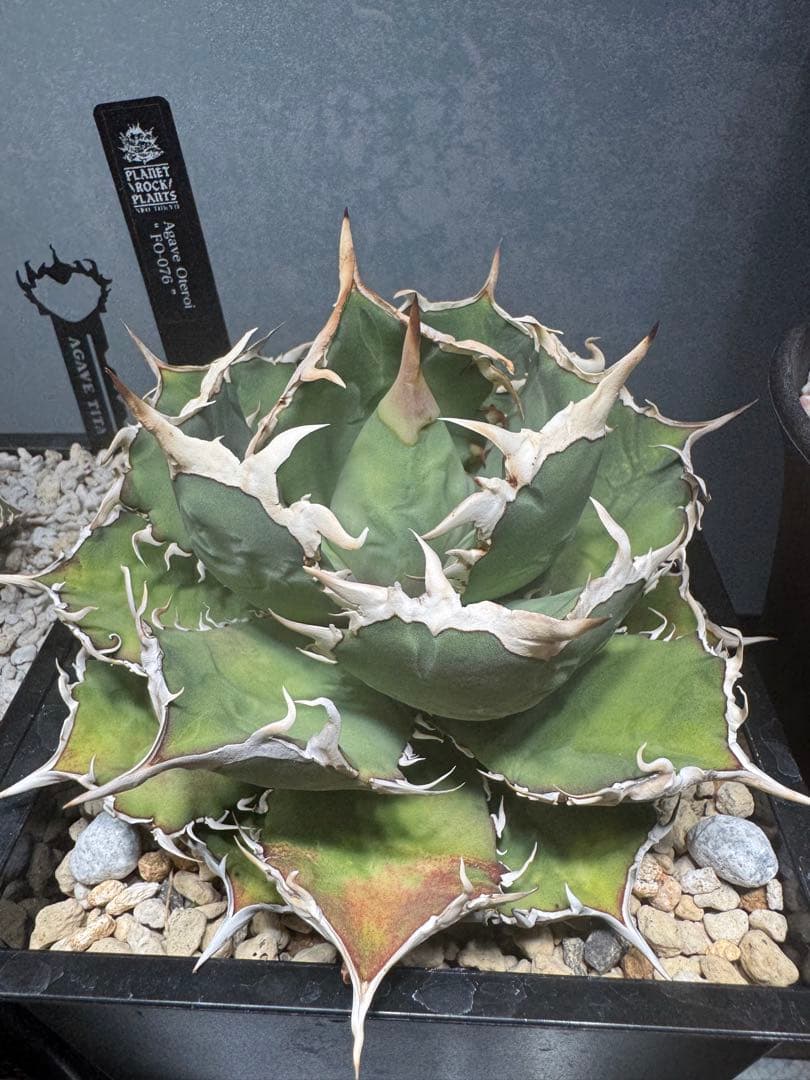 アガベ チタノタ　オテロイ　FO076 中株