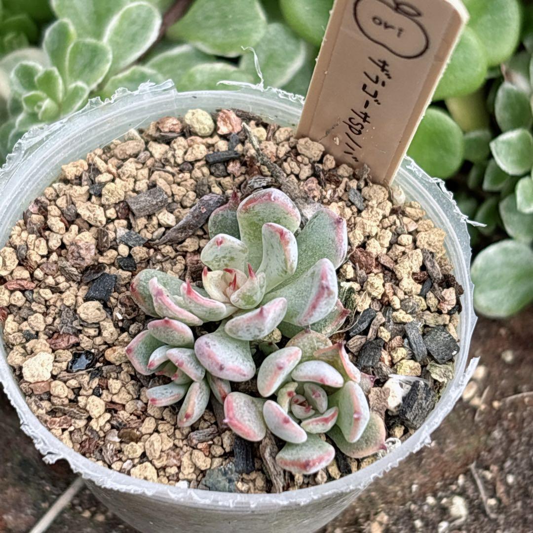 A.【おらいさん】ザラゴーサspノバ 希少 多肉植物 エケベリア