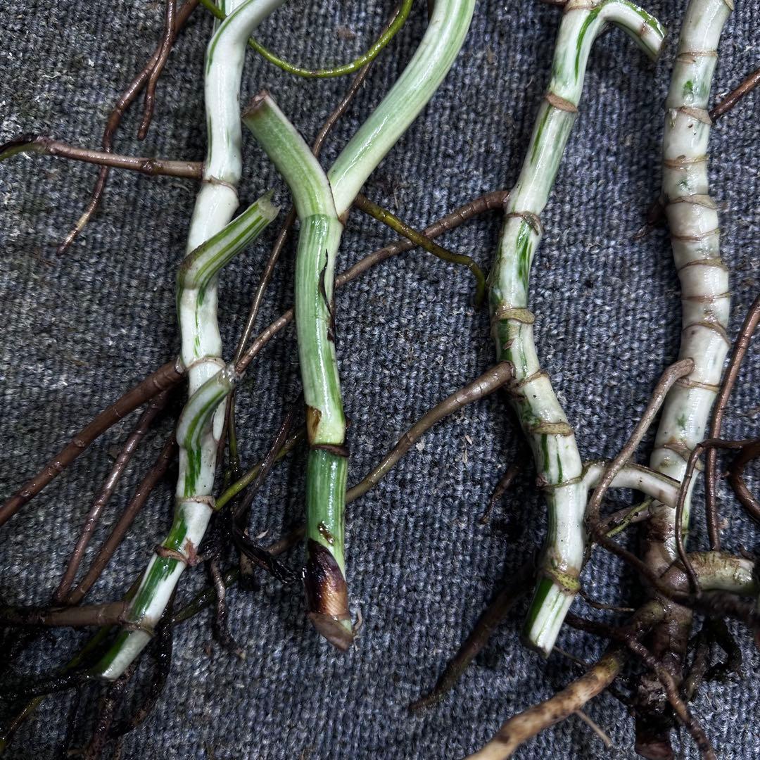 a*a様 斑入りモンステラホワイトタイガー大茎6株おまとめ