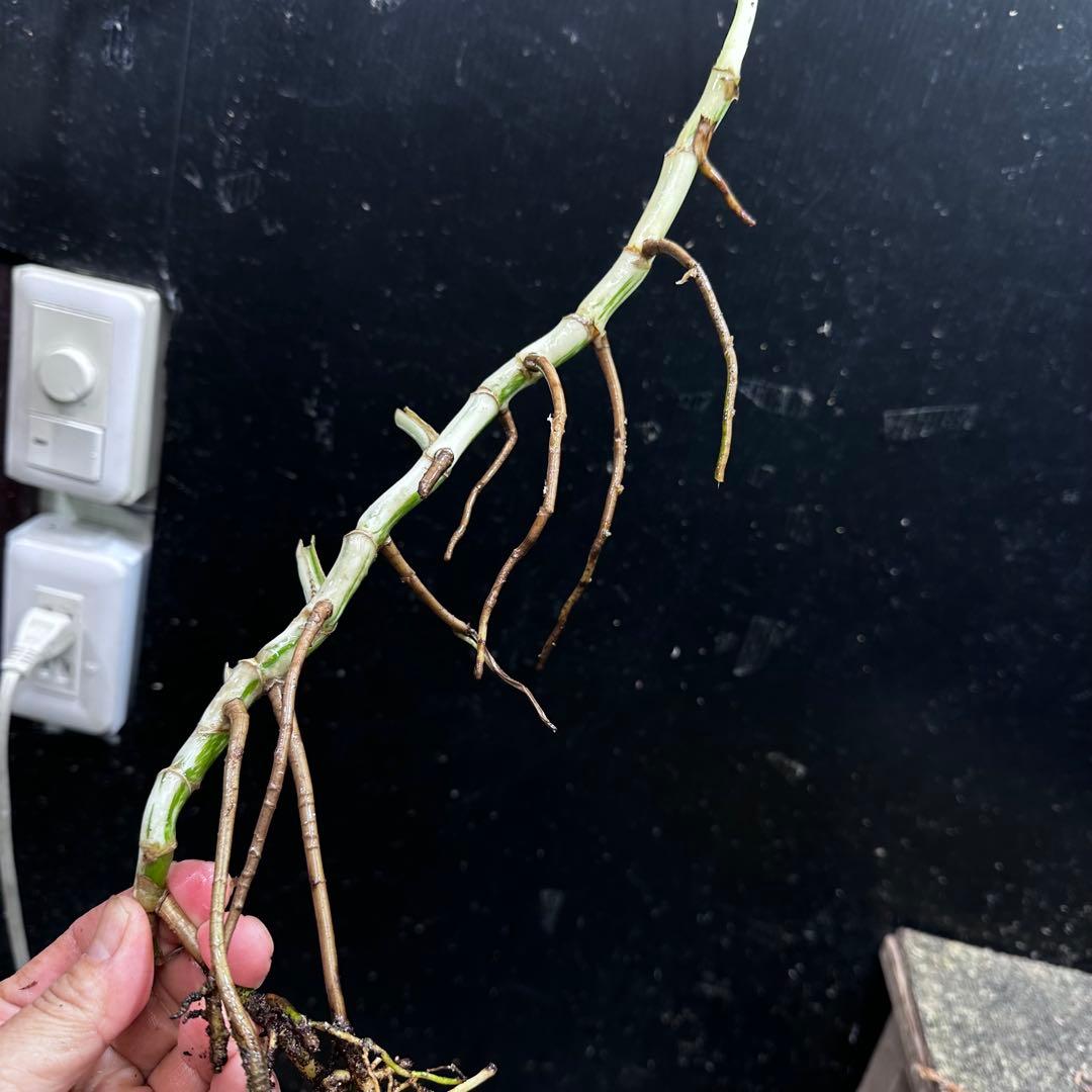 a*a様 斑入りモンステラホワイトタイガー大茎6株おまとめ