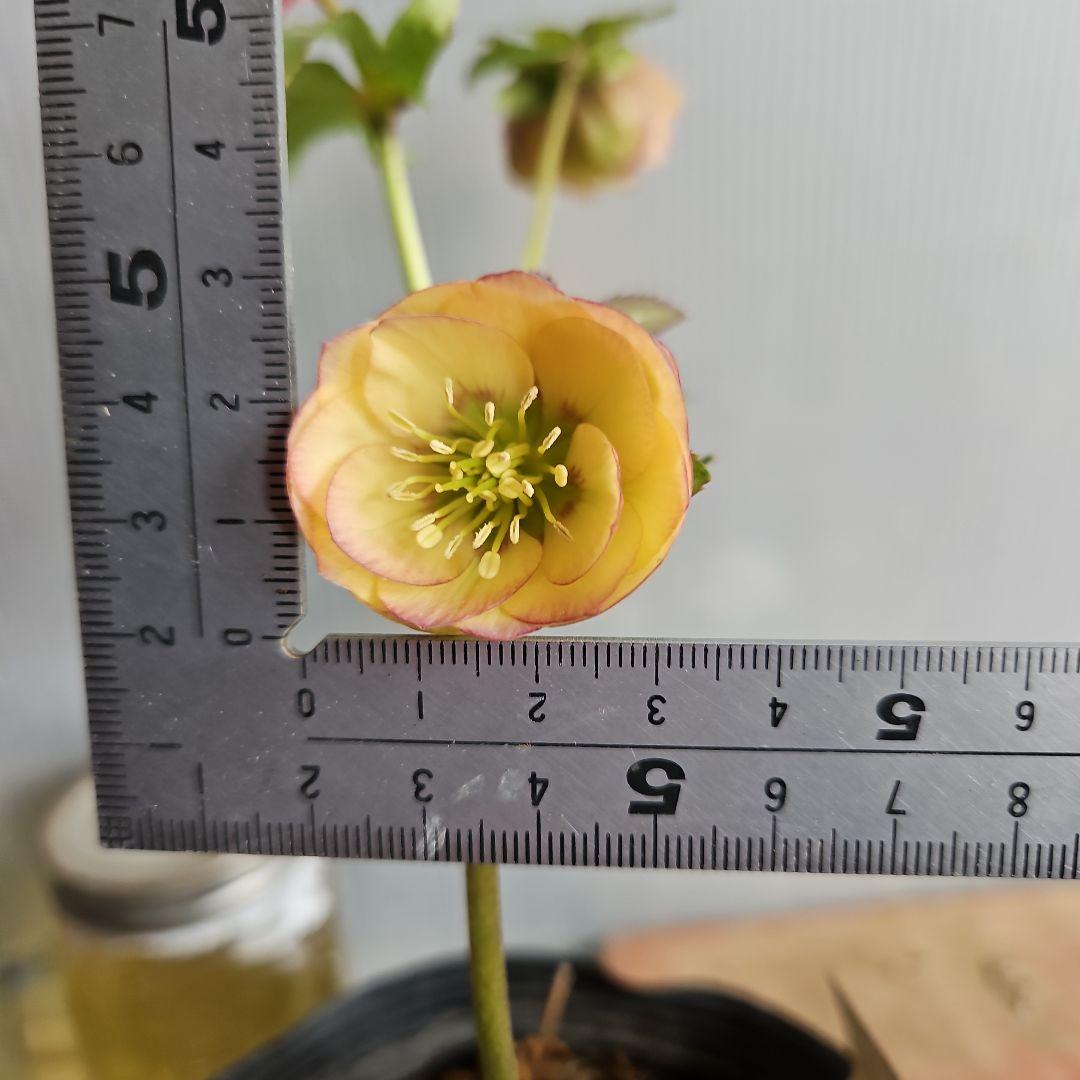 ★Orange様お取り置き苗㉖-397㉖-432クリスマスローズ