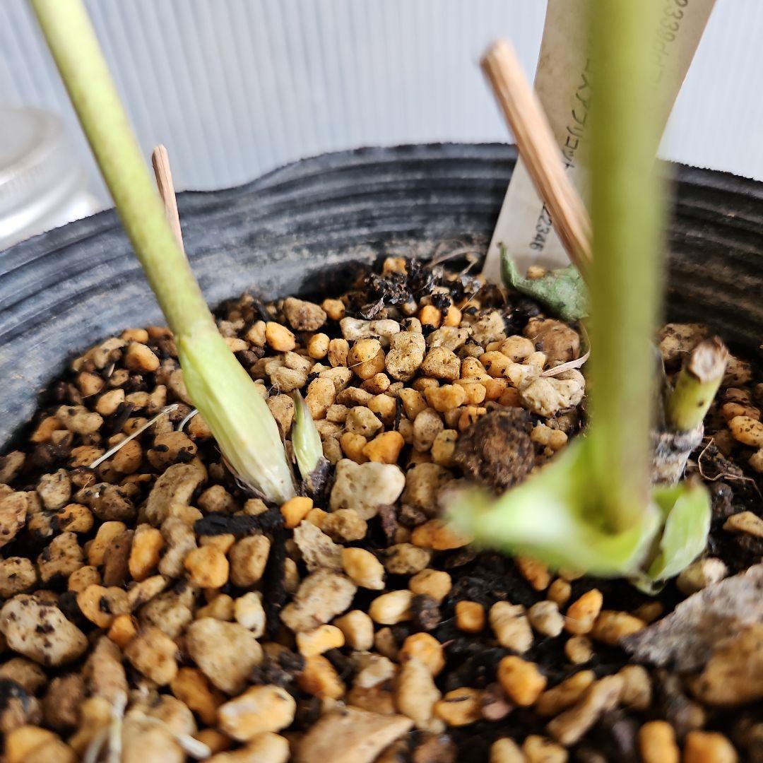 ★Orange様お取り置き苗㉖-397㉖-432クリスマスローズ