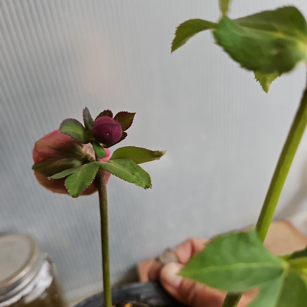 ★Orange様お取り置き苗㉖-397㉖-432クリスマスローズ