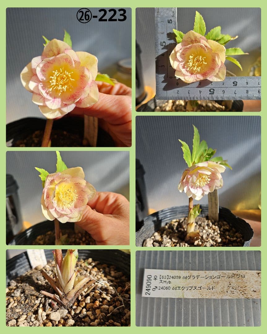 ★Orange様お取り置き苗㉖-397㉖-432クリスマスローズ