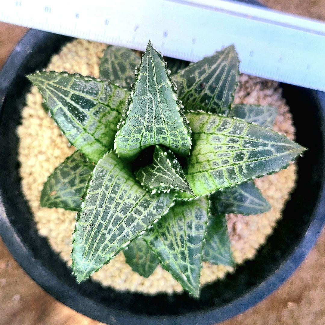 レア白系 吹雪×雷燐大型２ 実生 繁殖苗 　多肉植物 ハオルチア アロエ