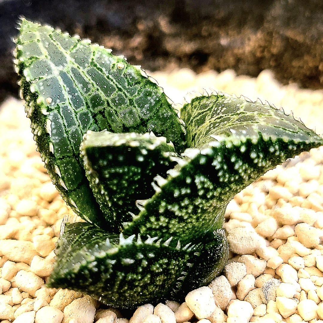 レア白系 吹雪×雷燐大型２ 実生 繁殖苗 　多肉植物 ハオルチア アロエ