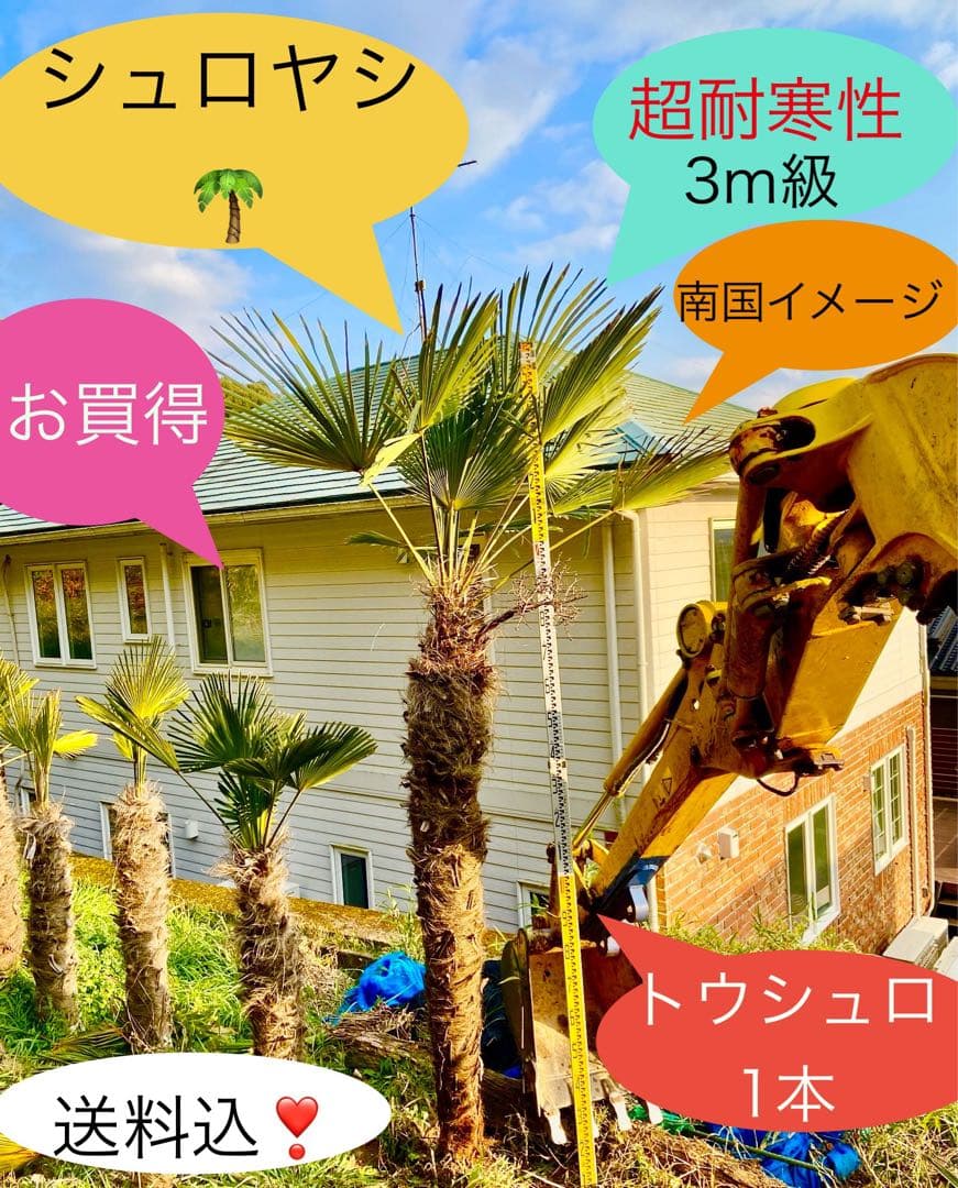 送料込❗️トウシュロ 特大1本 超耐寒性