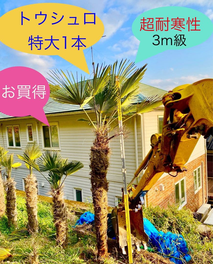 送料込❗️トウシュロ 特大1本 超耐寒性