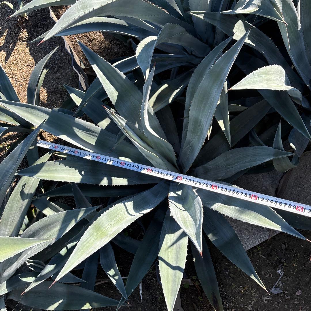 特大　巨大　アガベ　アメリカーナ　オアハカエンシス　オアハカセンシス 32