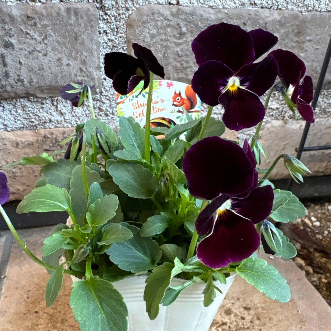 M*☆様 パルプンテ