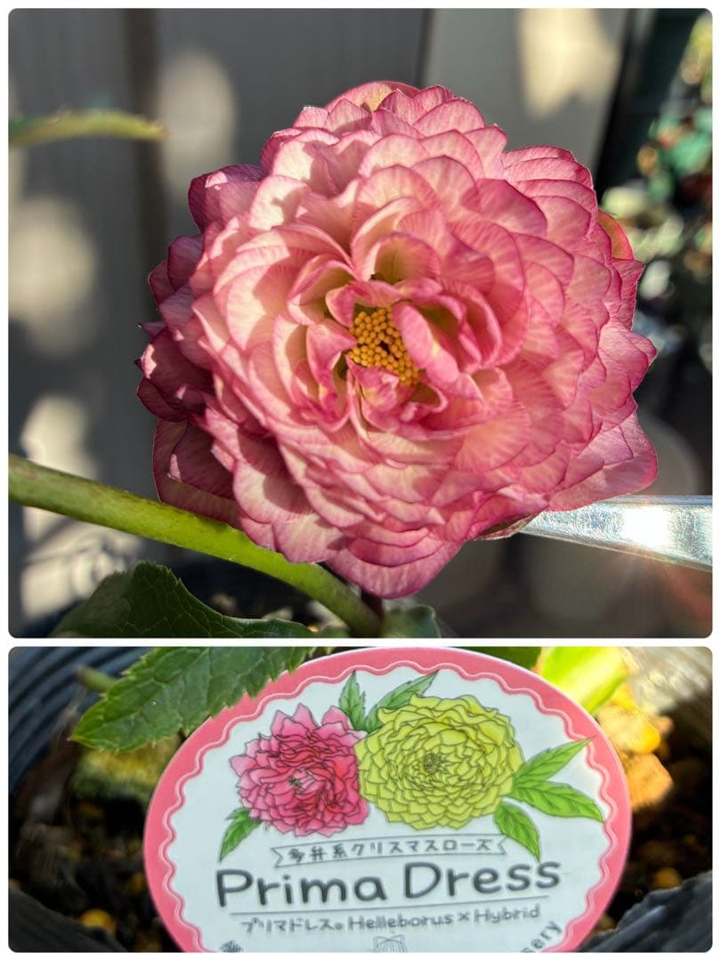 ♡横山園芸♡プリマドレス　超多弁