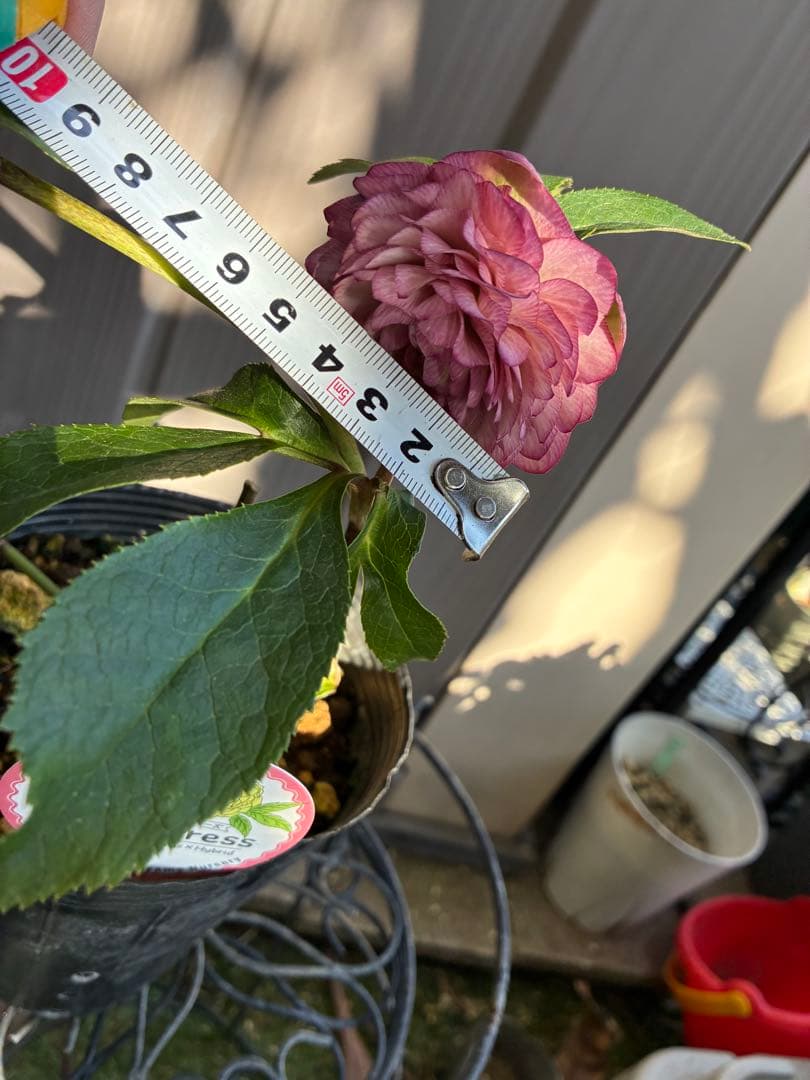 ♡横山園芸♡プリマドレス　超多弁