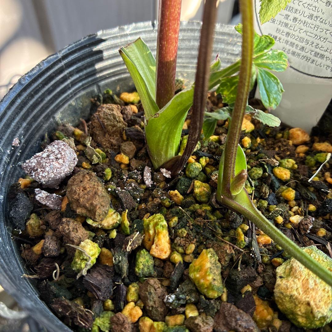 ♡横山園芸♡プリマドレス　超多弁