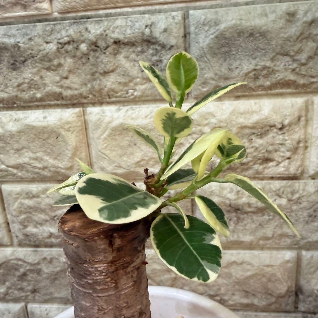 パンダガジュマル 斑入り 接木株 太幹 6号鉢 発根済・新芽あり