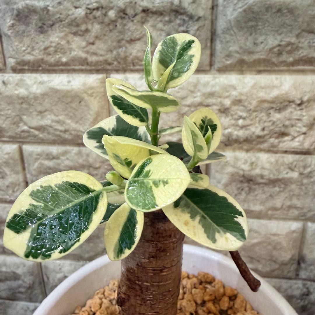 パンダガジュマル 斑入り 接木株 太幹 6号鉢 発根済・新芽あり