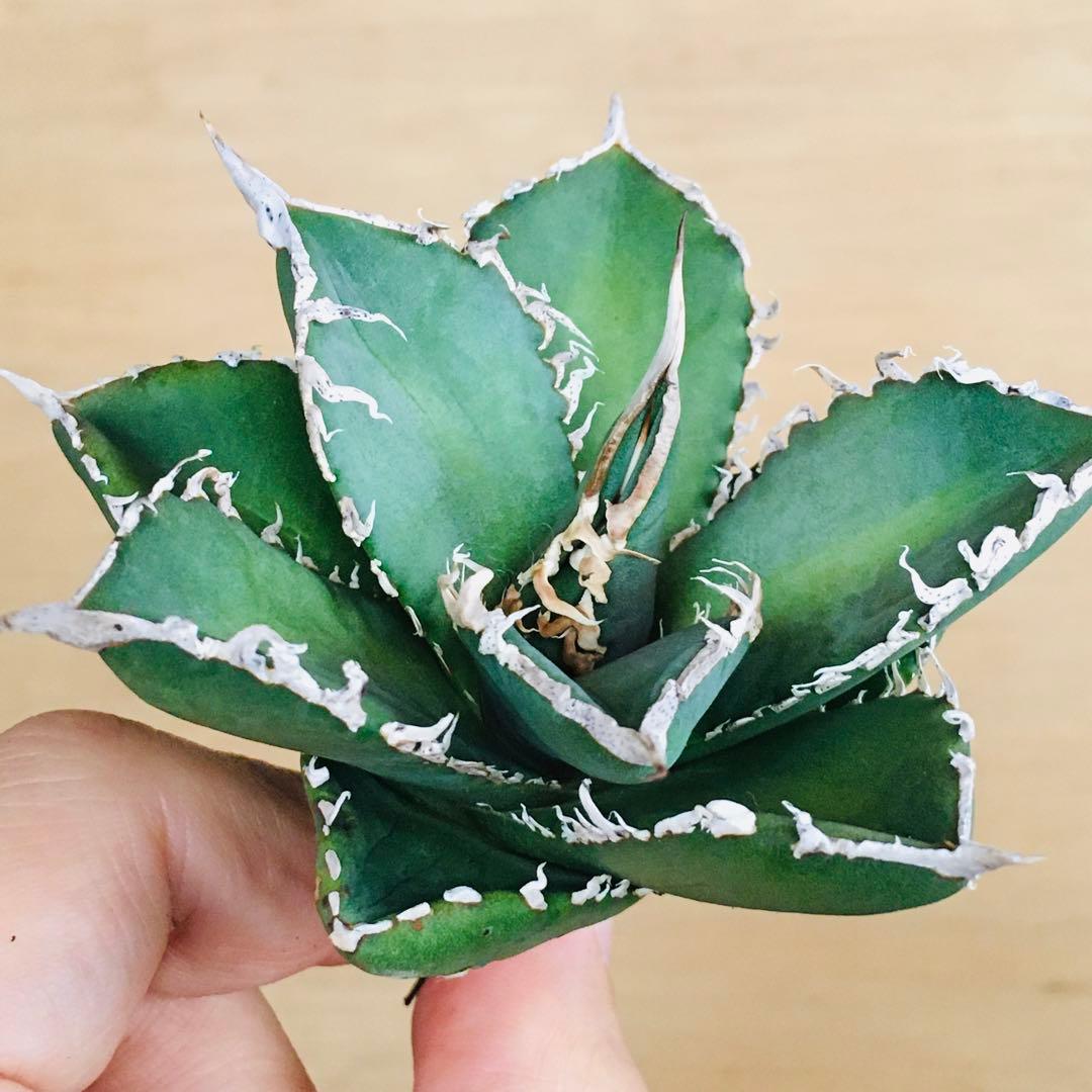 【稀少】4 巨歯鮫 巨歯鯊 メガロドン TC株 特選 アガベ チタノタ