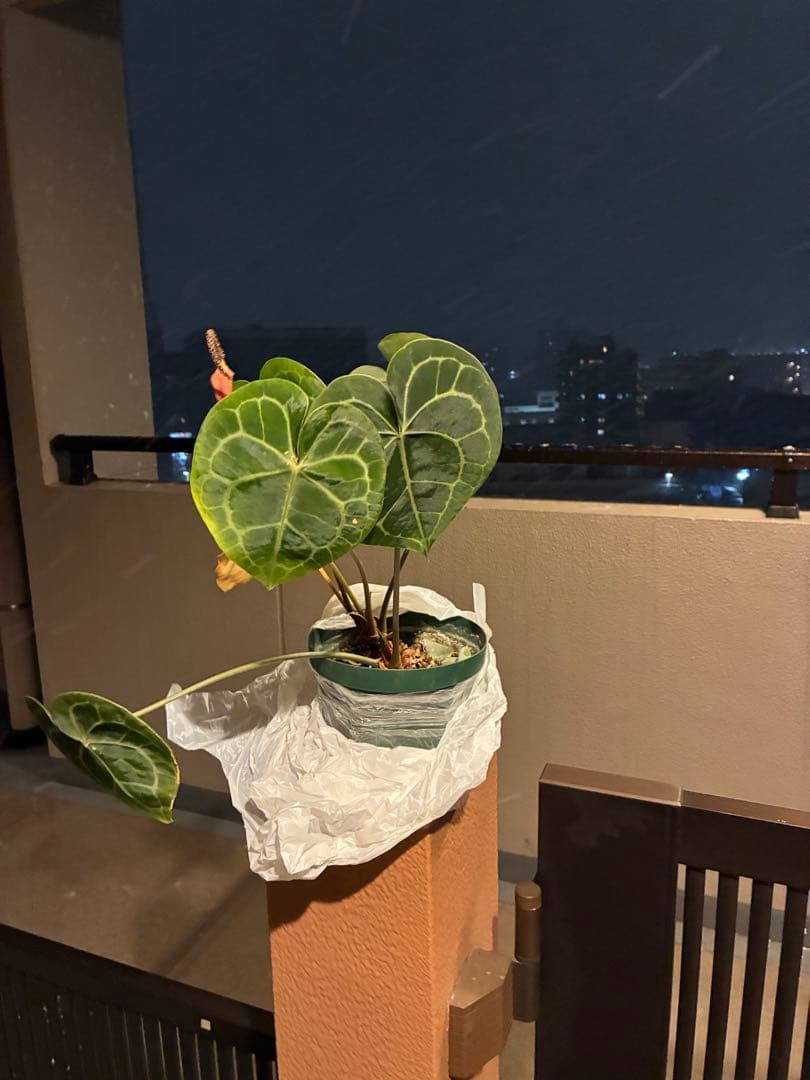 アンスリウム 完全ハート❤️型　開運 愛情運アップ