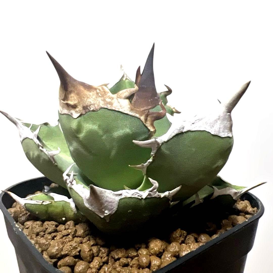 アガベ 鉢植発送 白犀牛 極上血統 スペシャル個体 中株サイズ