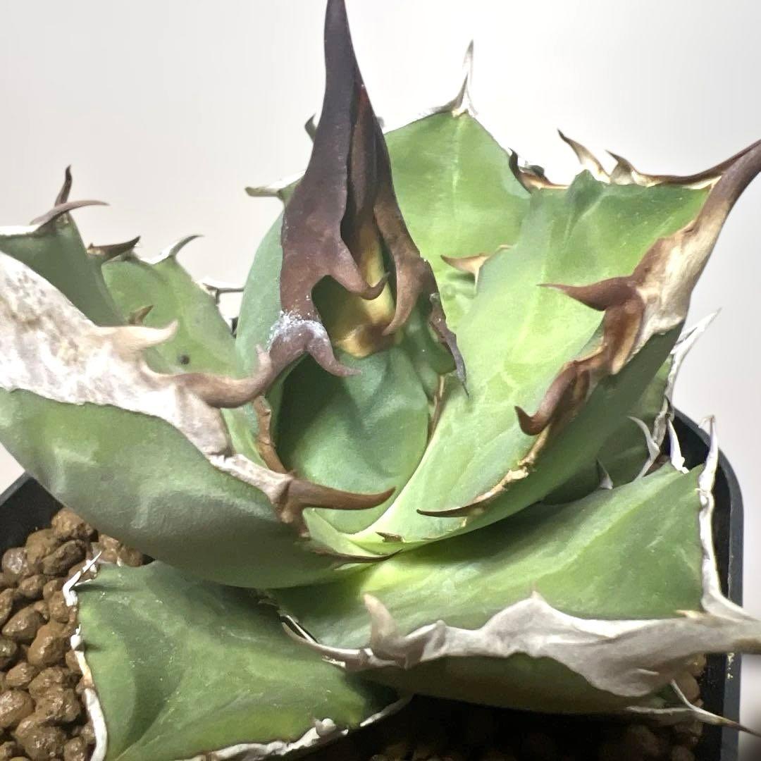 アガベ 鉢植発送 白犀牛 極上血統 スペシャル個体 中株サイズ