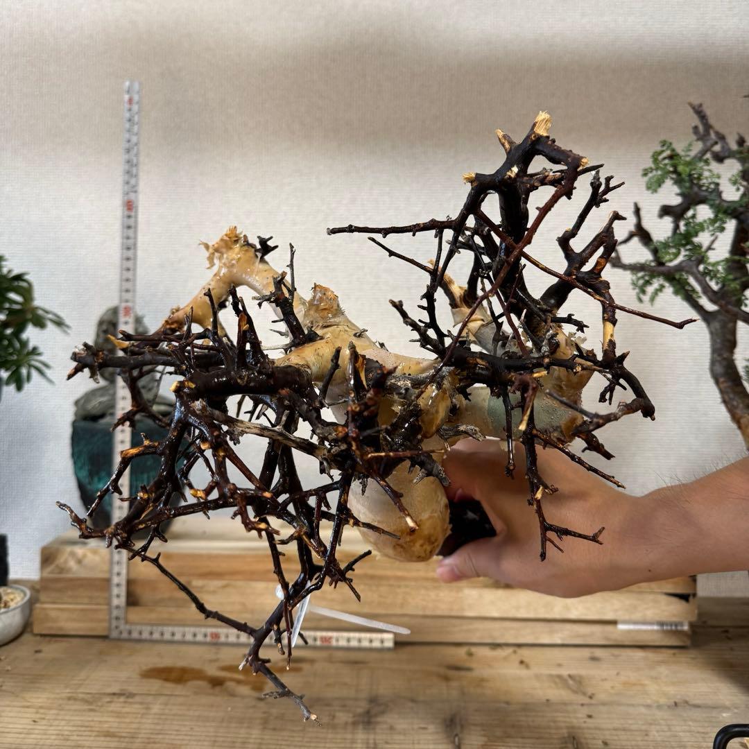 KS03 コミフォラ ピュア カタフ ソマリア 現地株 下処理済み