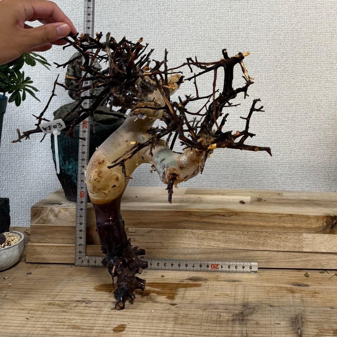 KS03 コミフォラ ピュア カタフ ソマリア 現地株 下処理済み