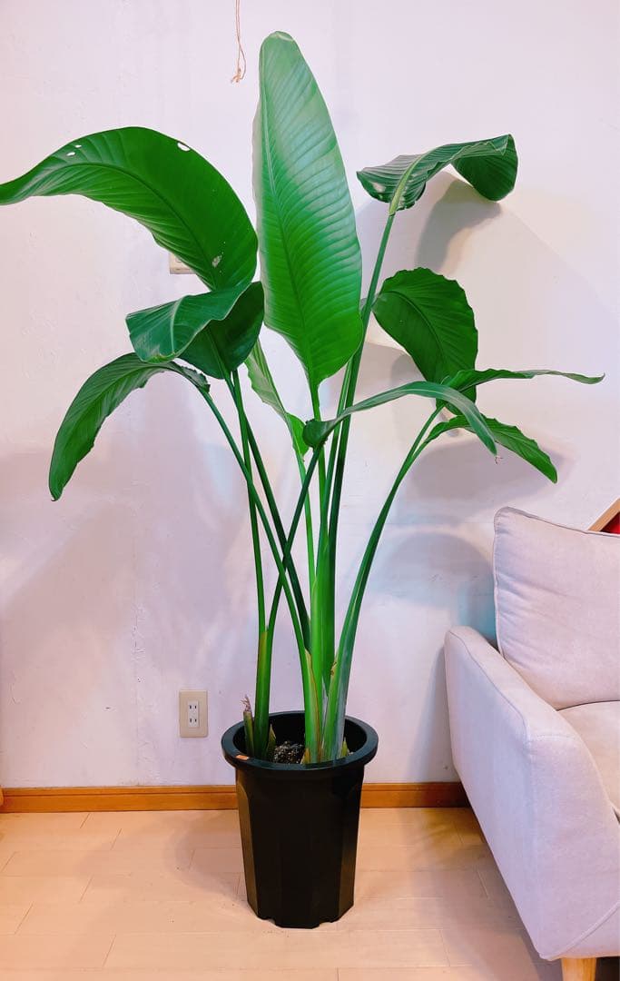 激安！　ストレチア　オーガスタ Ｂ　大型❗️ 164センチ　10号鉢 観葉植物
