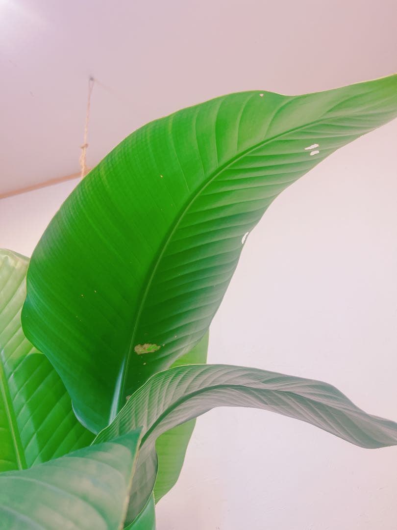 激安！　ストレチア　オーガスタ Ｂ　大型❗️ 164センチ　10号鉢 観葉植物