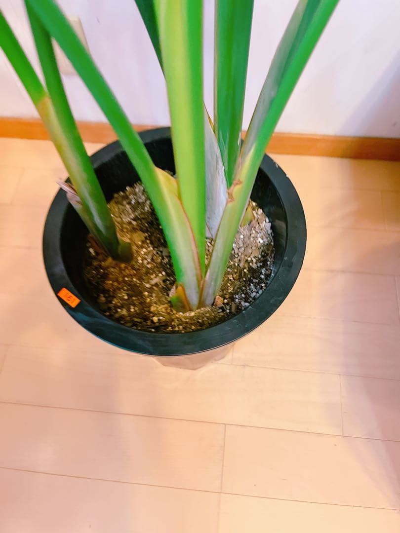 激安！　ストレチア　オーガスタ Ｂ　大型❗️ 164センチ　10号鉢 観葉植物