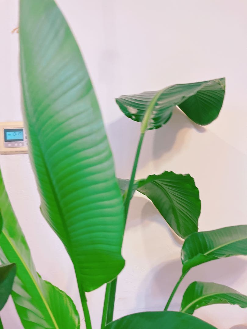 激安！　ストレチア　オーガスタ Ｂ　大型❗️ 164センチ　10号鉢 観葉植物