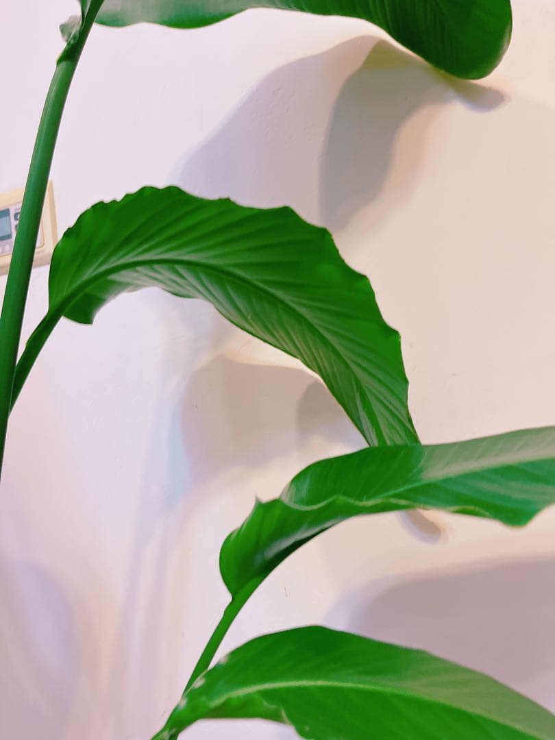 激安！　ストレチア　オーガスタ Ｂ　大型❗️ 164センチ　10号鉢 観葉植物