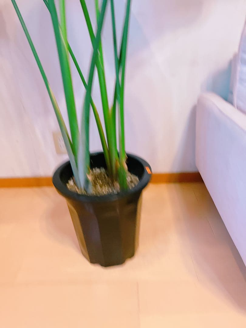 激安！　ストレチア　オーガスタ Ｂ　大型❗️ 164センチ　10号鉢 観葉植物