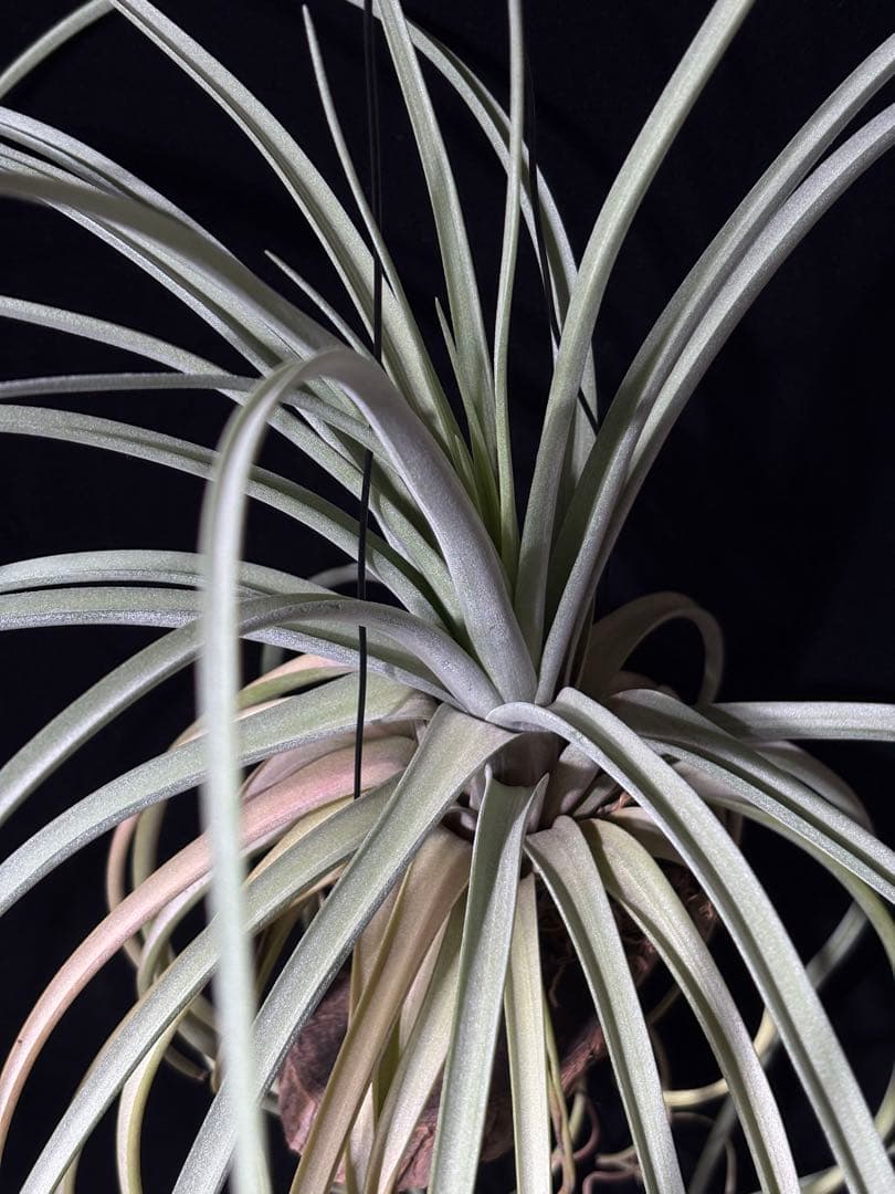 ティランジア レディーフォーリフトオフ / 特大株 交配種 チランジア 希少株