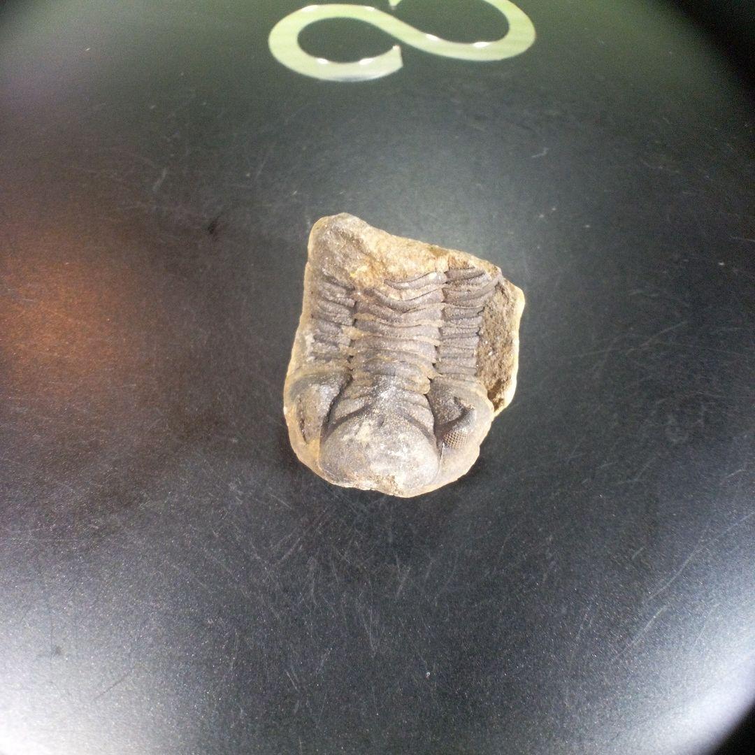 三葉虫　化石　fossil　海　ボリビア産　trilobite　海生動物種別⑤