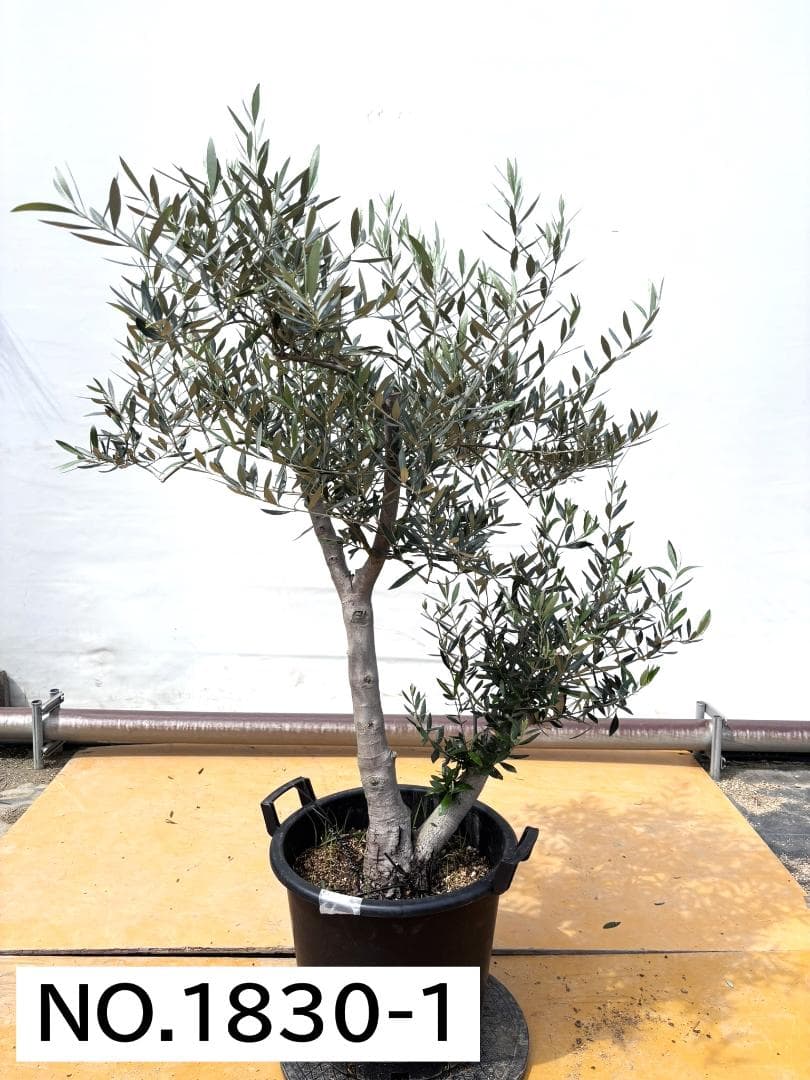 オリーブの木　ホジブランコ　13号　約140cm　NO.1830　古木 人気品種