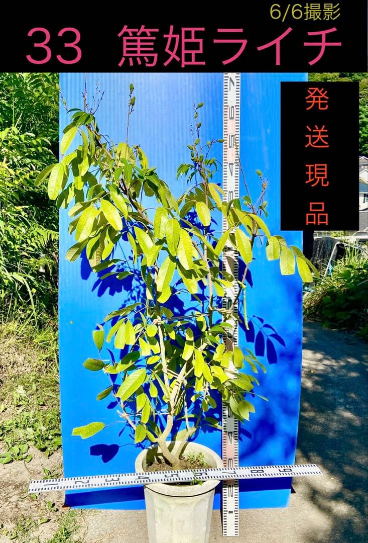 結実中・33 篤姫ライチ　半耐寒性