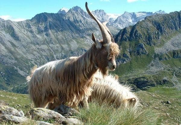 ✯極レア 傑作 高級 Baccarat 山羊 ヤギ 羊 未 干支 ガラス 置物✯