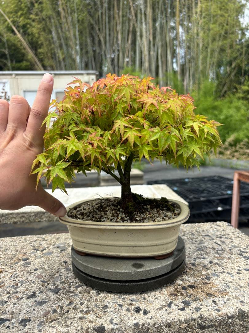 【ガチ盆栽】清姫もみじ