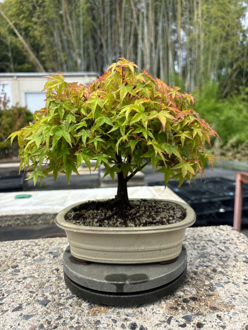 【ガチ盆栽】清姫もみじ
