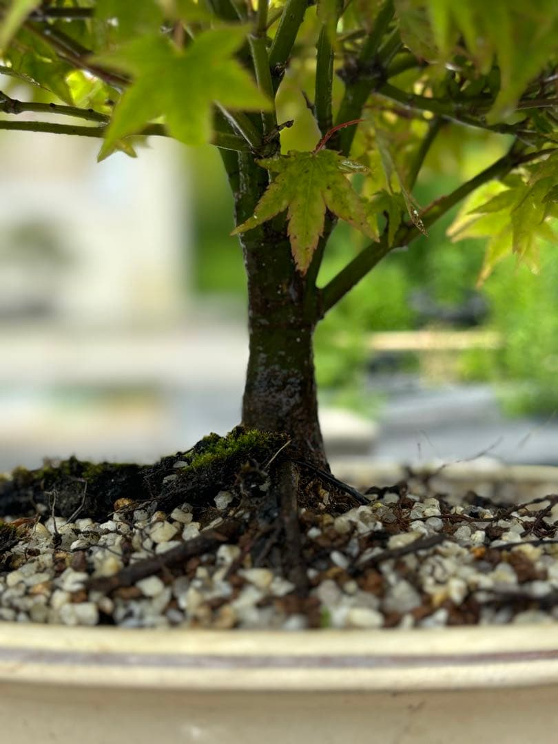 【ガチ盆栽】清姫もみじ