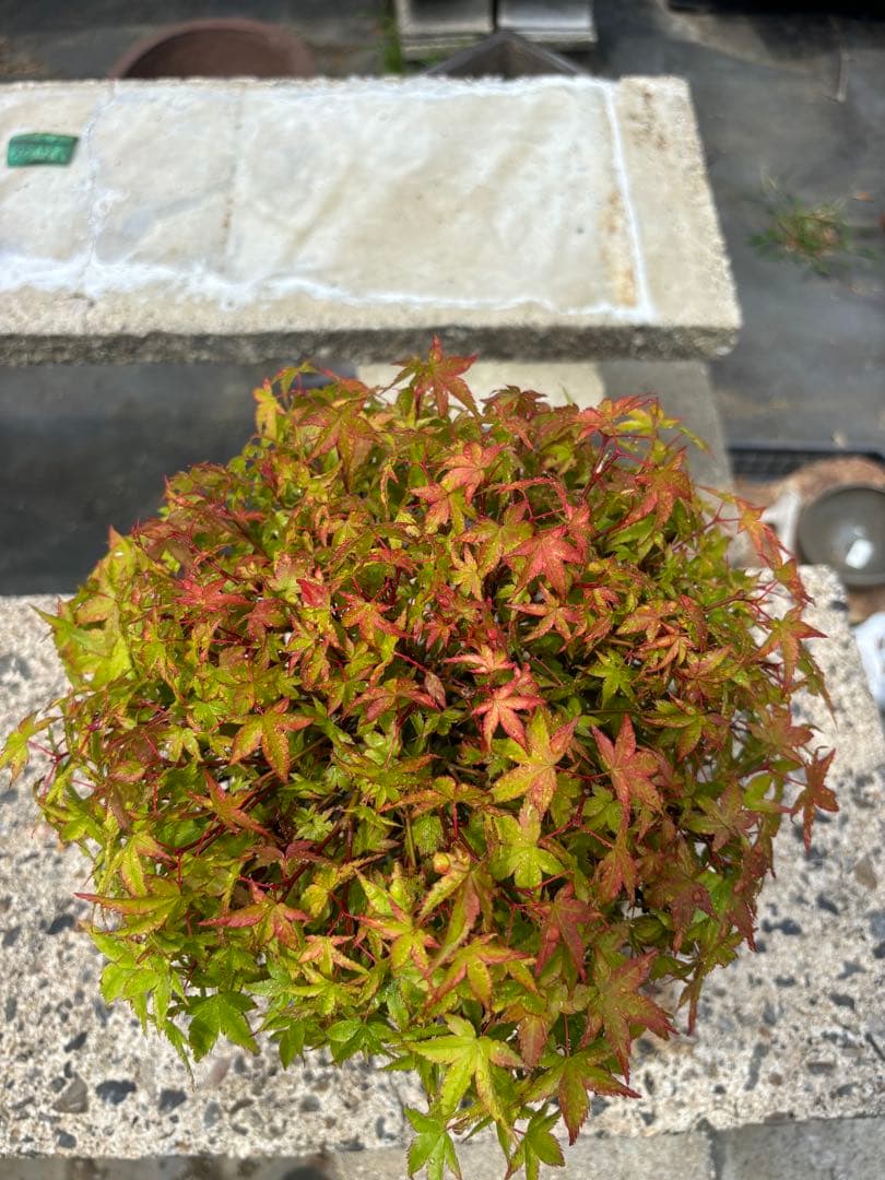 【ガチ盆栽】清姫もみじ