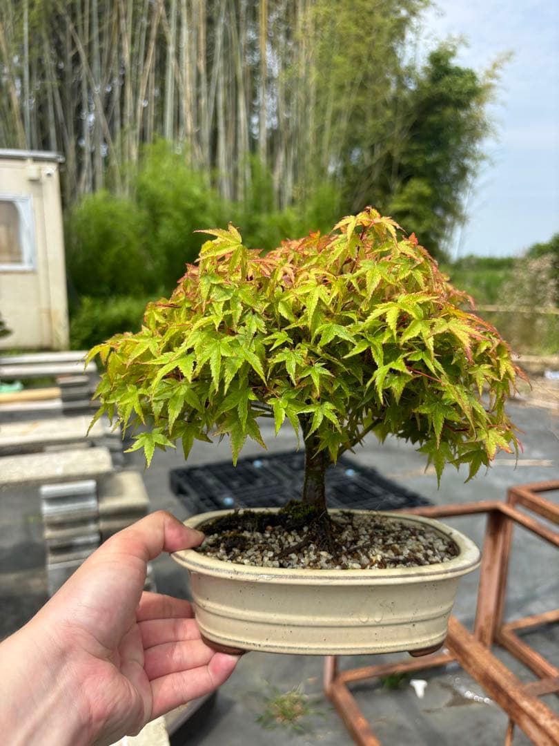 【ガチ盆栽】清姫もみじ