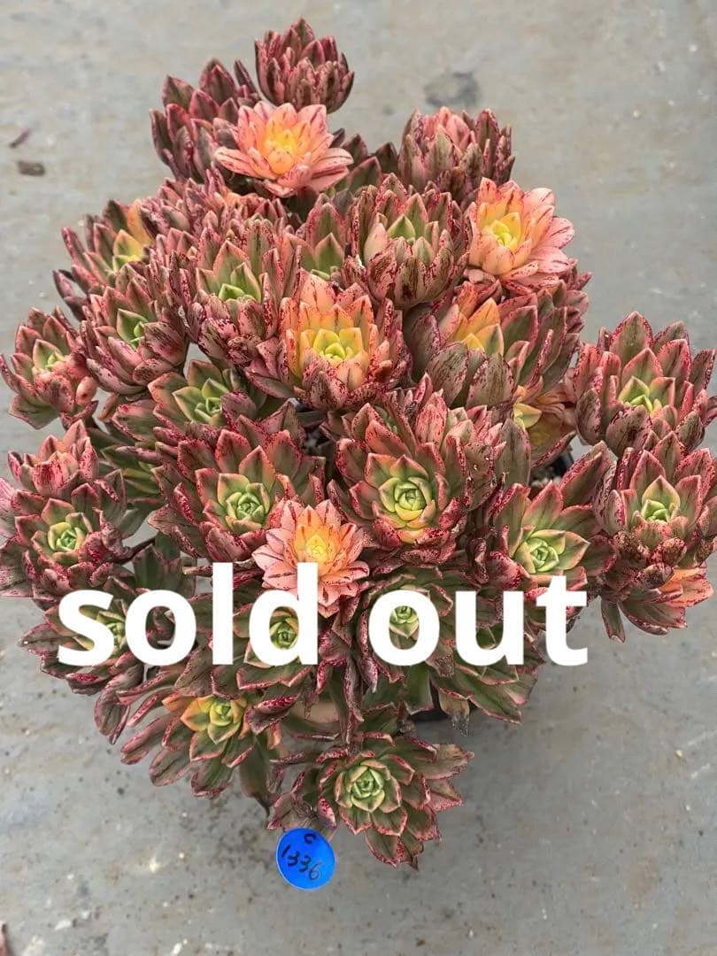 アエオニウム  甜茶錦（ブロンズメタル錦）⭐️お買い得、超特大　プーケ型