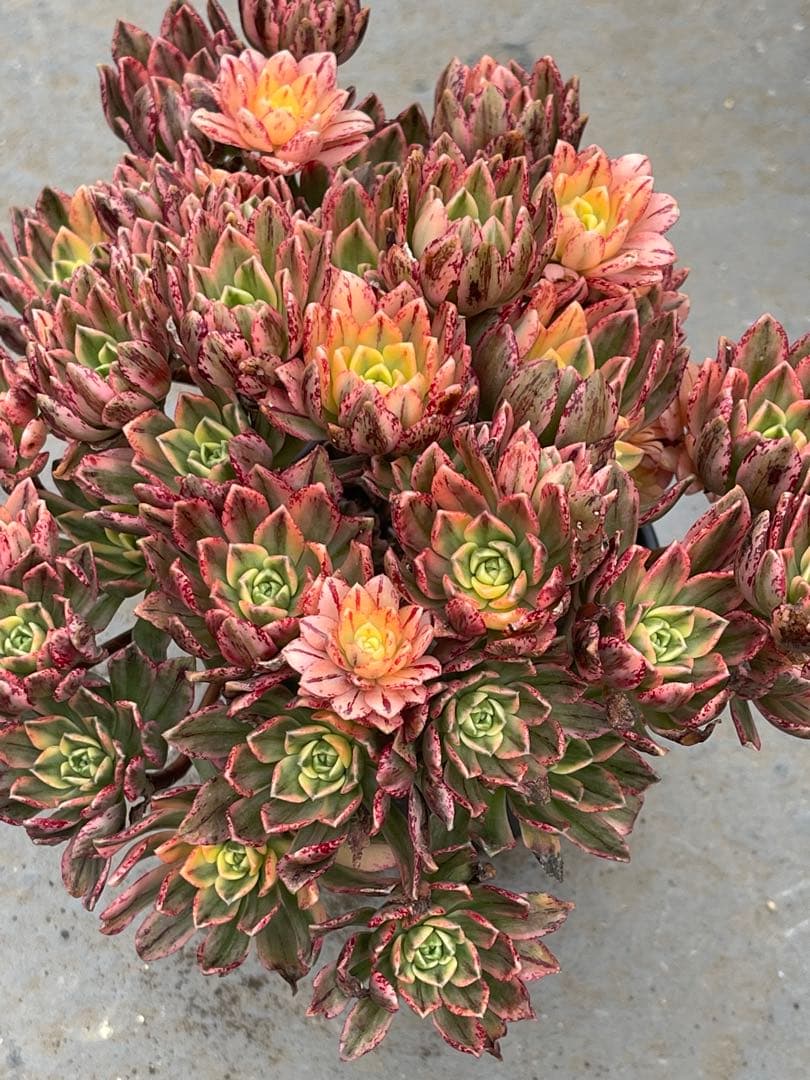 アエオニウム  甜茶錦（ブロンズメタル錦）⭐️お買い得、超特大　プーケ型