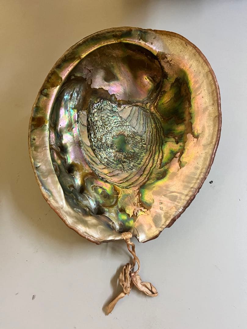 アワビの貝殻 虹色 インテリア 天然装飾品 約22cm×17cm