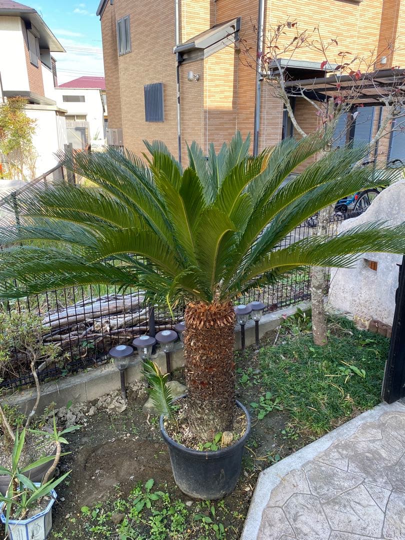 H*o様 ソテツ鉢植え約150センチ （引き取り限定）