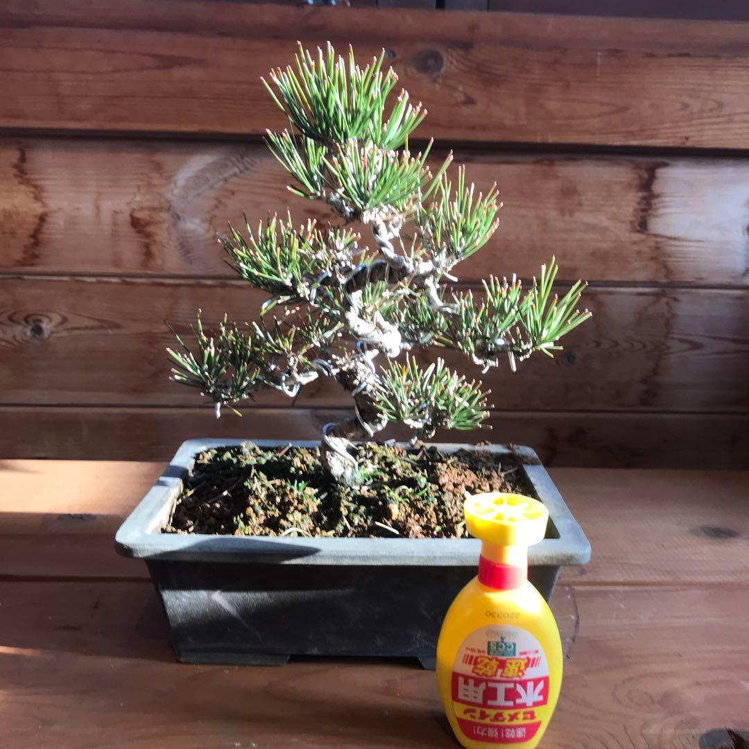 黒松盆栽　値下げ❗️